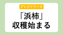 【プレスリリース】「浜柿」収穫始まる
