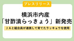 【プレスリリース】横浜市内産「甘酢漬らっきょう」新発売 ～ＪＡと組合員が連携して育てたラッキョウを使用～