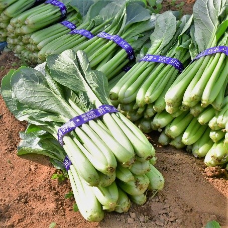 城田朝成さん　都筑区折本町